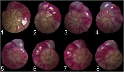 New evidence for coiling direction of benthic foraminifera as a temperature proxy